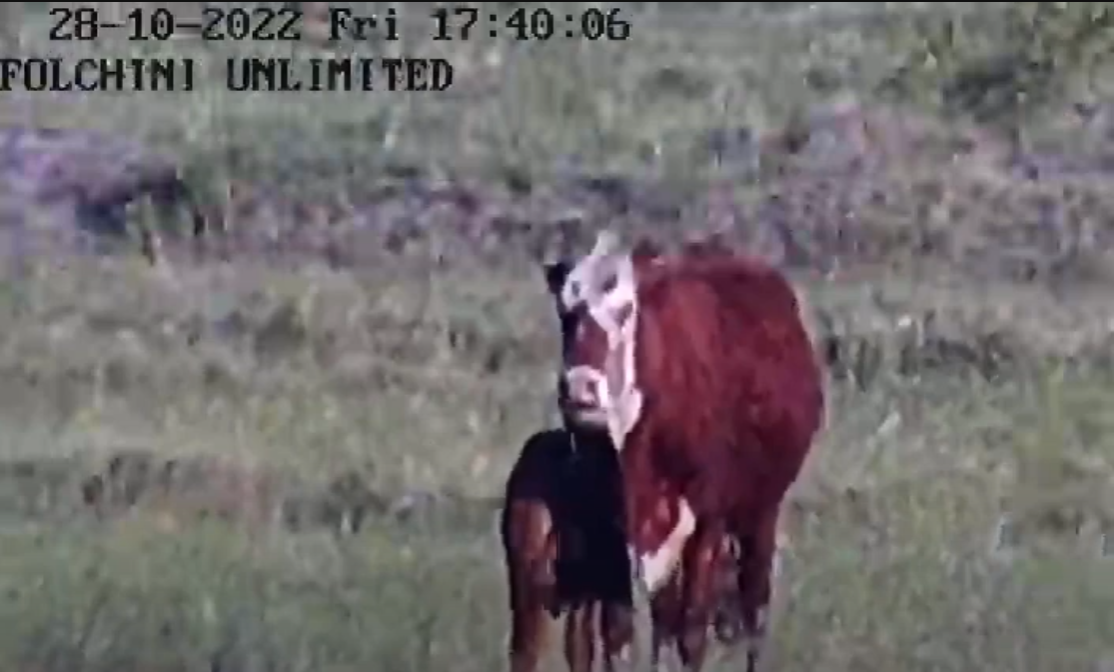 imagem da câmera em uma vaca para demonstrar o zoom de 32x.